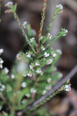 Leucopogon glacialis
