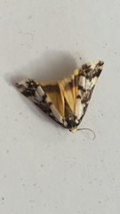 Arrhythmica semifusca
