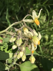 Solanum bulbocastanum