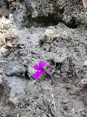 Pinguicula moranensis