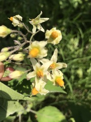 Solanum bulbocastanum