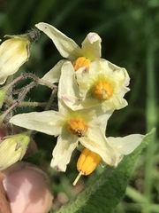 Solanum bulbocastanum