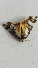 Arrhythmica semifusca