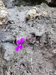 Pinguicula moranensis