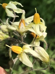 Solanum bulbocastanum