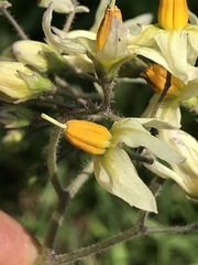 Solanum bulbocastanum