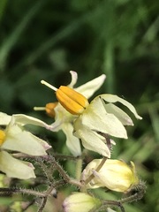 Solanum bulbocastanum