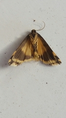 Arrhythmica semifusca