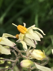 Solanum bulbocastanum