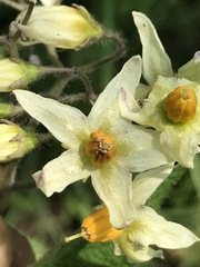 Solanum bulbocastanum