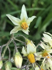 Solanum bulbocastanum