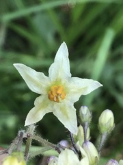 Solanum bulbocastanum