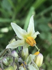 Solanum bulbocastanum