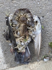 Columba livia domestica