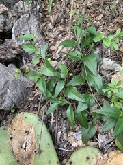 Mirabilis latifolia