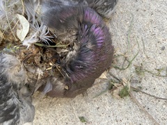 Columba livia domestica
