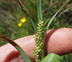 Carex saliniformis