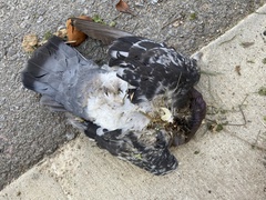 Columba livia domestica
