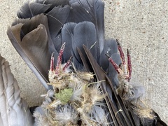 Columba livia domestica