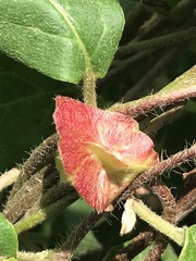 Gaudichaudia cynanchoides