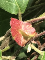 Gaudichaudia cynanchoides