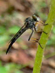 Neoitamus flavofemoratus