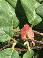 Gaudichaudia cynanchoides