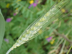 Triticum aestivum