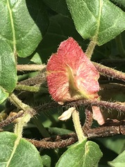 Gaudichaudia cynanchoides