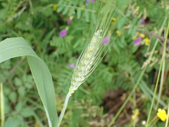 Triticum aestivum