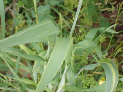Triticum aestivum