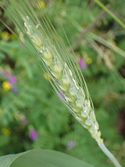Triticum aestivum