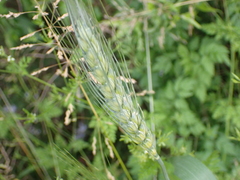Triticum aestivum