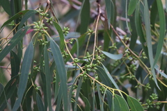 Eucalyptus goniocalyx goniocalyx