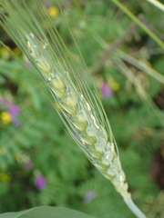 Triticum aestivum