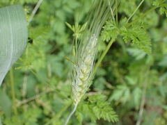 Triticum aestivum