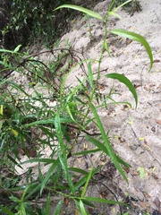 Asclepias perennis