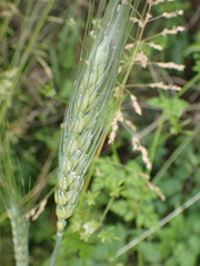 Triticum aestivum