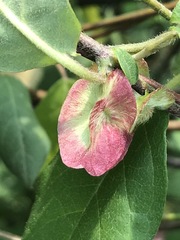 Gaudichaudia cynanchoides
