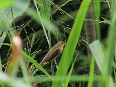 Sporophila nigricollis