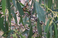 Eucalyptus goniocalyx goniocalyx