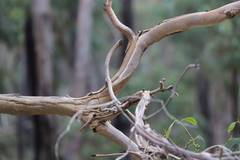 Eucalyptus goniocalyx goniocalyx