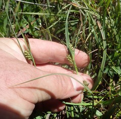 Carex saliniformis