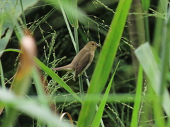 Sporophila nigricollis