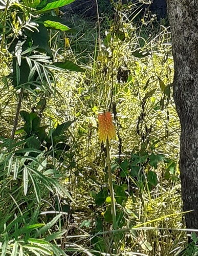 Natal Poker (Kniphofia tysonii)
