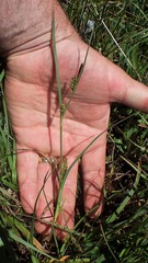 Carex saliniformis