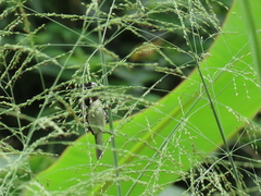 Sporophila nigricollis