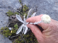 Craspedia lanata lanata