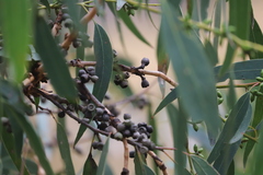 Eucalyptus goniocalyx goniocalyx