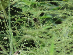 Sporophila nigricollis